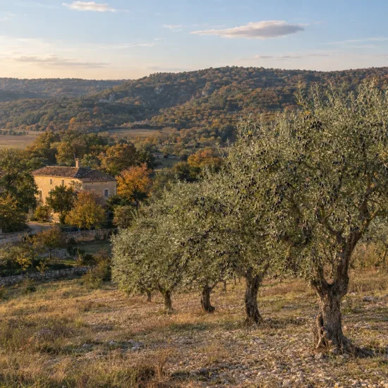 Olivier de nice 'Caillette' (Olea europaea) — rangée d’arbres méditerranéens devant maison en pierre · Photo d'illustration