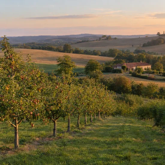Pommier 'M7' (Malus domestica) — rangées d'arbres fruitiers dans verger au coucher du soleil · Photo d'illustration