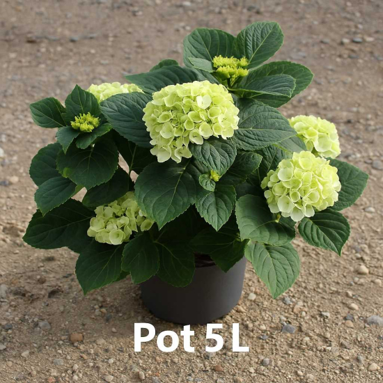 Hortensia 'Soeur therese blanc'