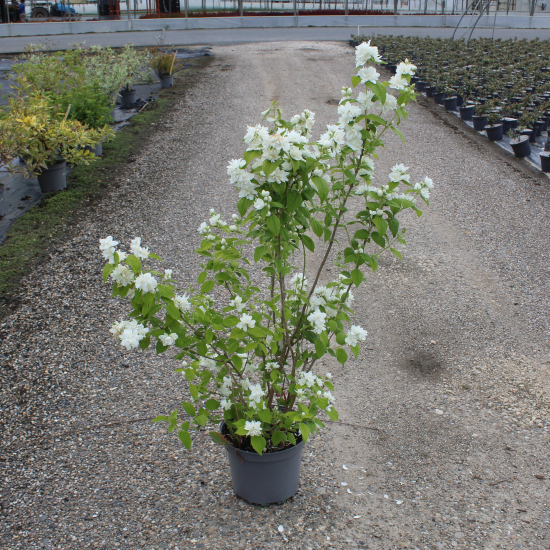 Seringat 'Snowflake'