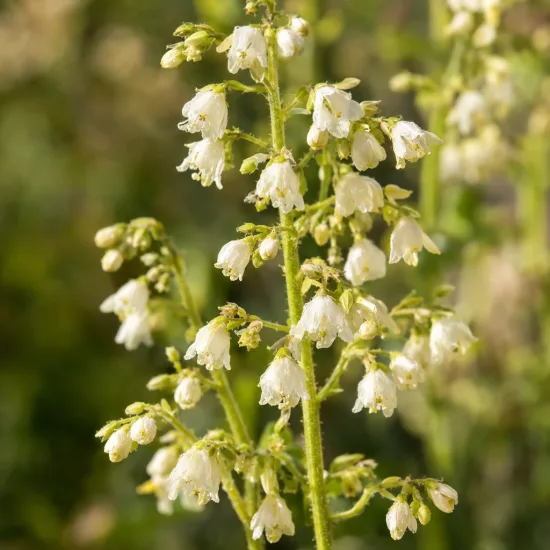 Heuchères 'Lime americano' (Heuchera) — grappes de petites fleurs blanches en clochettes · Photo d'illustration