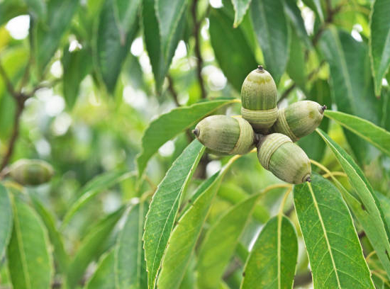 Chêne à feuilles de bambou
