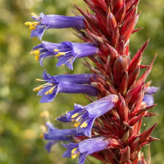 Puya violet 'Violacea' (Puya coerula) — gros plan sur épi rouge et fleurs bleues