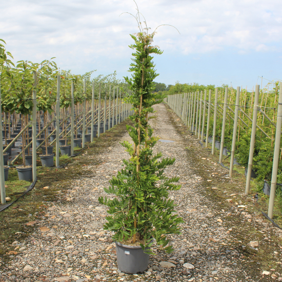 Glycine à longues grappes