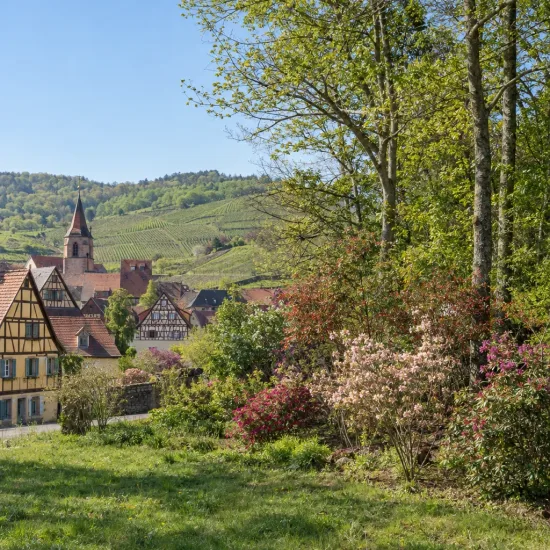 Azalée de chine 'Canescens' (Azalea mollis) — massif arbustif fleuri en lisière devant village · Photo d'illustration