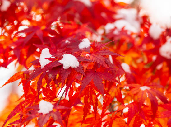 Érable du japon 'Phoenix'