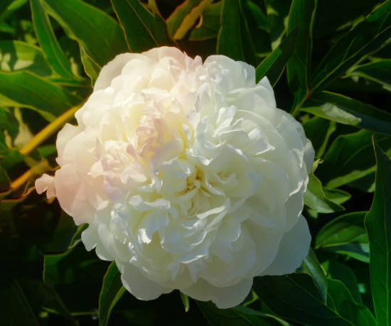 Pivoine 'Shirley temple blanc'