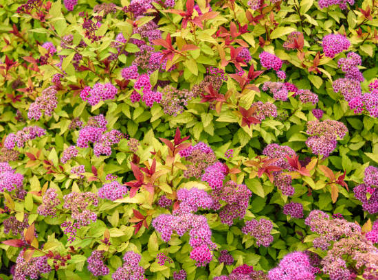 Spirée du japon 'Magic carpet'