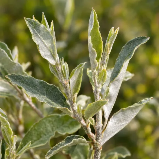 Chalef d'automne à baies rouges 'Amoroso' (Eleagnus umbellata) — jeunes rameaux aux feuilles argentées, gros plan