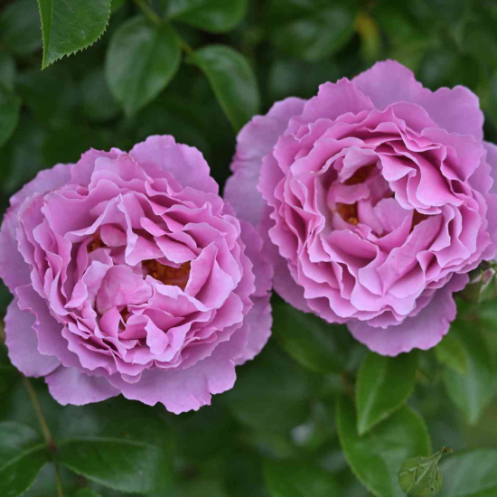 Rosier 'Alexandra david neel'