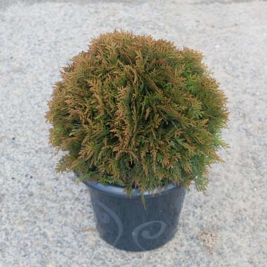 Thuya d'occident 'Danica'