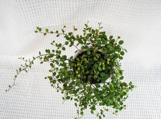 Muehlenbeckie 'Sealand compact'