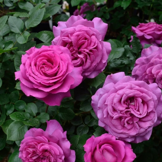 Rosier 'Chartreuse de parme '