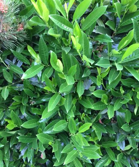 Laurier palme 'Sofia'