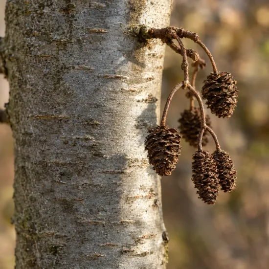 Aulne blanc (Alnus incana) — grappes de petits cônes bruns sur tronc gris · Photo d'illustration