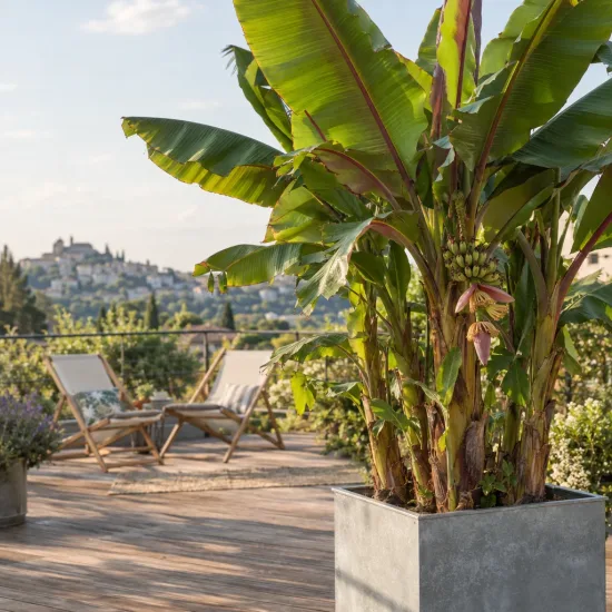 Bananier japonais (Musa himalayensis) — grand plant luxuriant en bac sur terrasse · Photo d'illustration