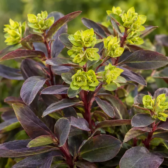 Euphorbe des bois 'Purpurea' (Euphorbia amygdaloides) — touffes de tiges dressées aux bractées vertes