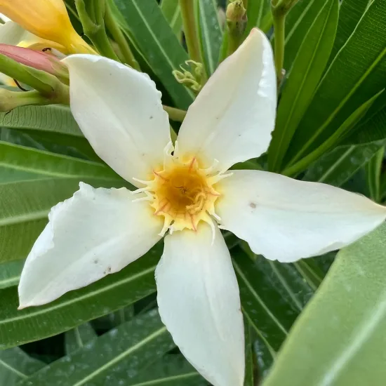 Laurier rose 'Ile de Capri' (Nerium oleander) — fleur blanche étoilée à cœur jaune