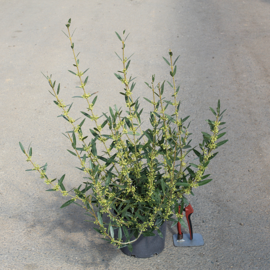 Filaire à feuilles étroites