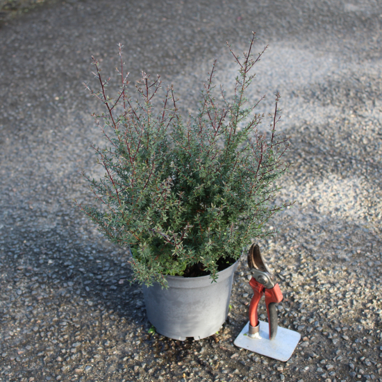 Arbre à thé 'Winter cheer'