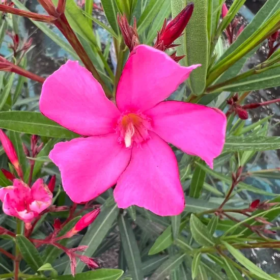 Laurier rose 'Maurin des maures' (Nerium oleander) — gros plan sur fleur rose et boutons