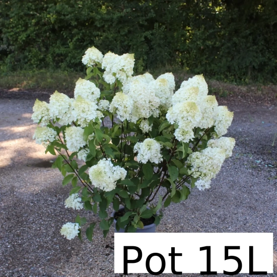 Hortensia paniculé 'Silver dollar'
