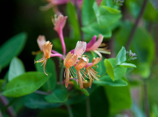 Chèvrefeuille du japon 'Chinensis'