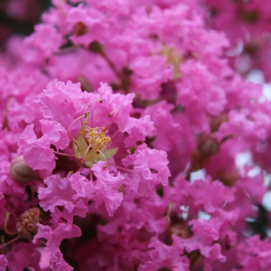 Lilas des indes 'Monbazillac'