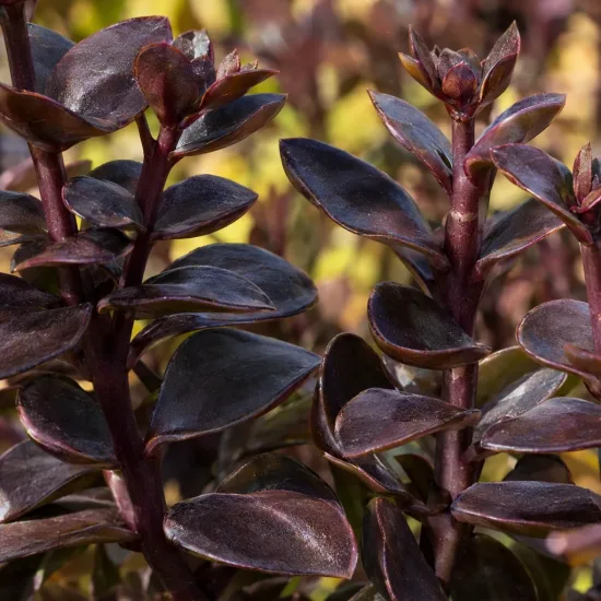Sedum 'Cherry' (Sedum nova) — tiges dressées avec feuilles charnues pourpres brillantes · Photo d'illustration