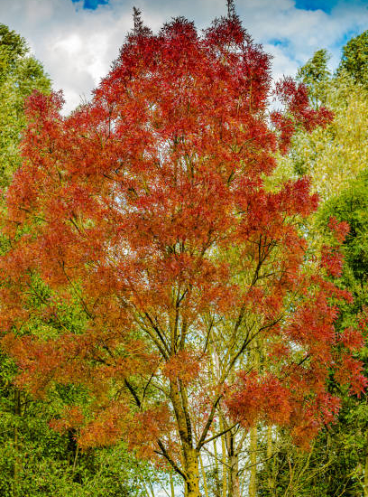 Frêne à feuilles étroites 'Raywood'