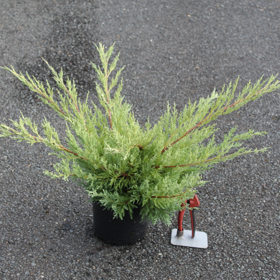 Genévrier de pfitzer 'Pfitzeriana glauca'