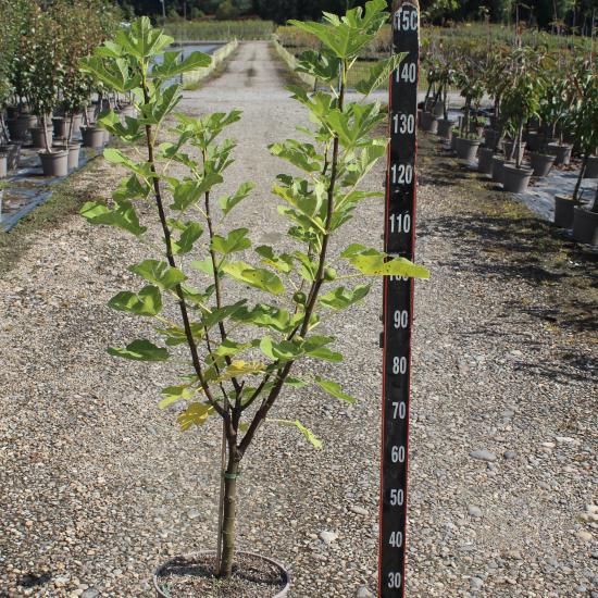 Figuier 'Rouge de bordeaux'