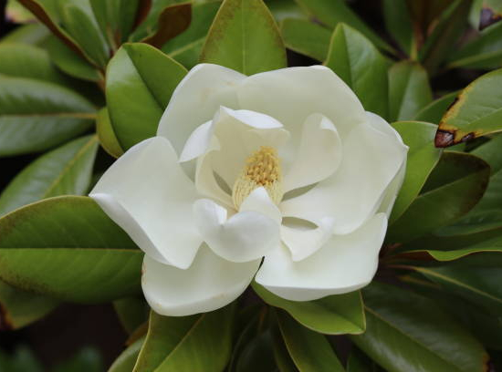 Magnolia à grandes fleurs 'Francois treyve'
