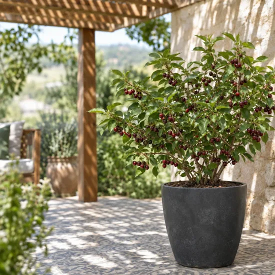 Griottier nain 'Jewel' (Prunus) — arbuste fruitier en pot sur terrasse ensoleillée · Photo d'illustration