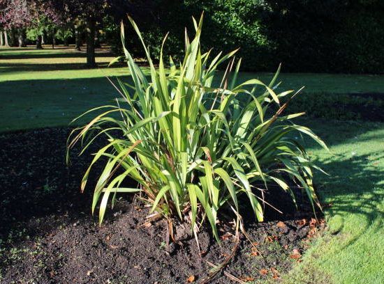 Phormium 'Cultivar'