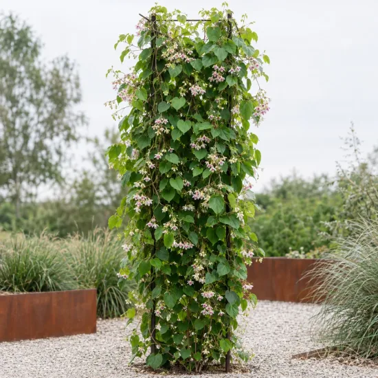 La drégée de chine (Wattakaka sinensis) — grande liane grimpante fleurie sur support vertical · Photo d'illustration