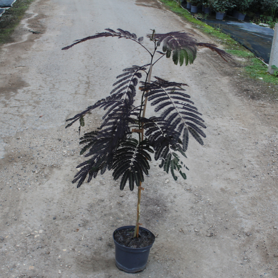 Arbre à soie Summer chocolate