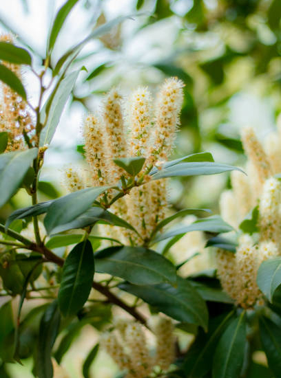 Laurier palme 'Caucasica darts'
