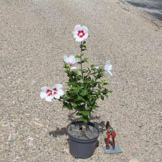 Althéa 'China chiffon'