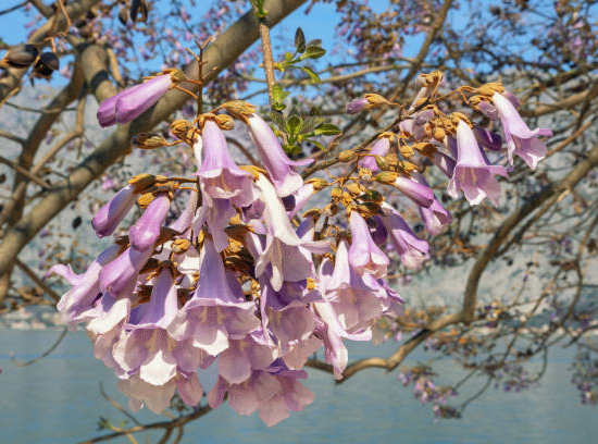 Paulownia 'Fast blue'