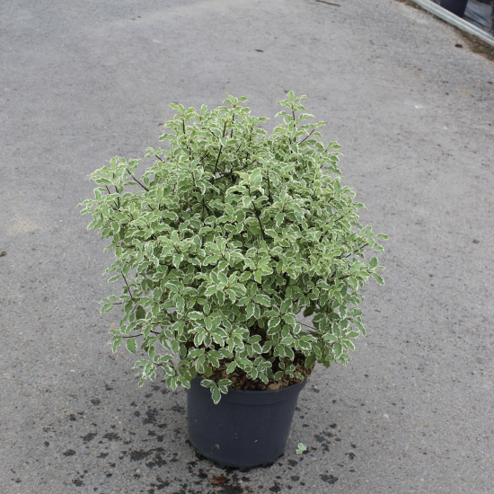 Pittospore 'Variegatum'