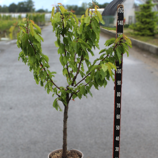 Cerisier 'Griotte de montmorency'