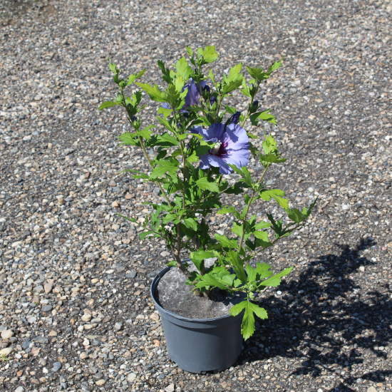 Althéa 'Oiseau bleu'