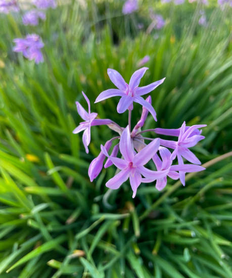 Tulbaghie 'Flamingo'