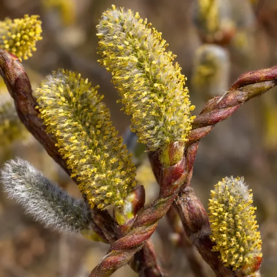 Saule à bois plat de sakhaline 'Sekka' (Salix udensis) — gros plan de chatons jaunes sur rameaux torsadés · Photo d'illustration