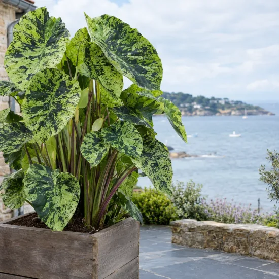 Colocasia panaché 'Mojito' (Colocasia esculenta) — grand feuillage panaché en bac devant la mer · Photo d'illustration