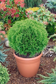 Thuya d'occident 'Danica'