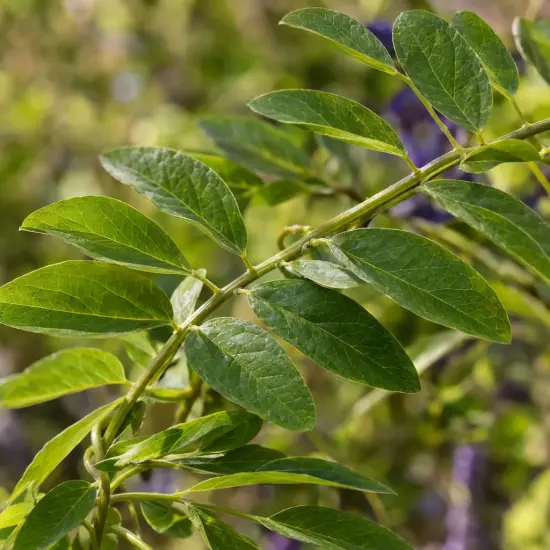 Glycine d'amérique 'Longwood purple' (Wisteria frutescens) — gros plan sur un rameau aux feuilles composées
