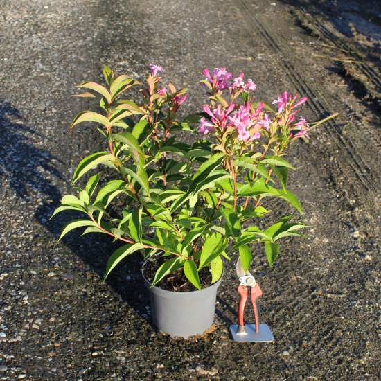 Weigelia 'Stelzneri rose'