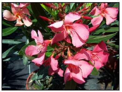 Laurier rose 'Soleil levant'